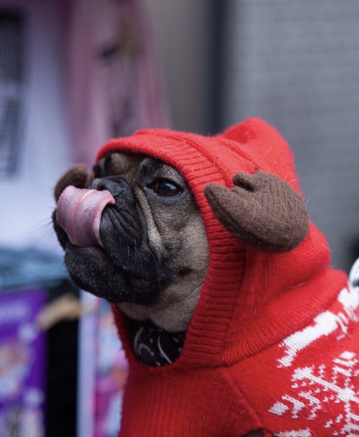 ExPaw_mcr's tweet photo. WE WANT TO HEAR FROM YOU!

Fill out our survey to tell us what you want to see from Ex-Paw next year 🐾 

SURVEY LINK 👉 https://t.co/jOVD8hJx6B https://t.co/0lsGWO6muL