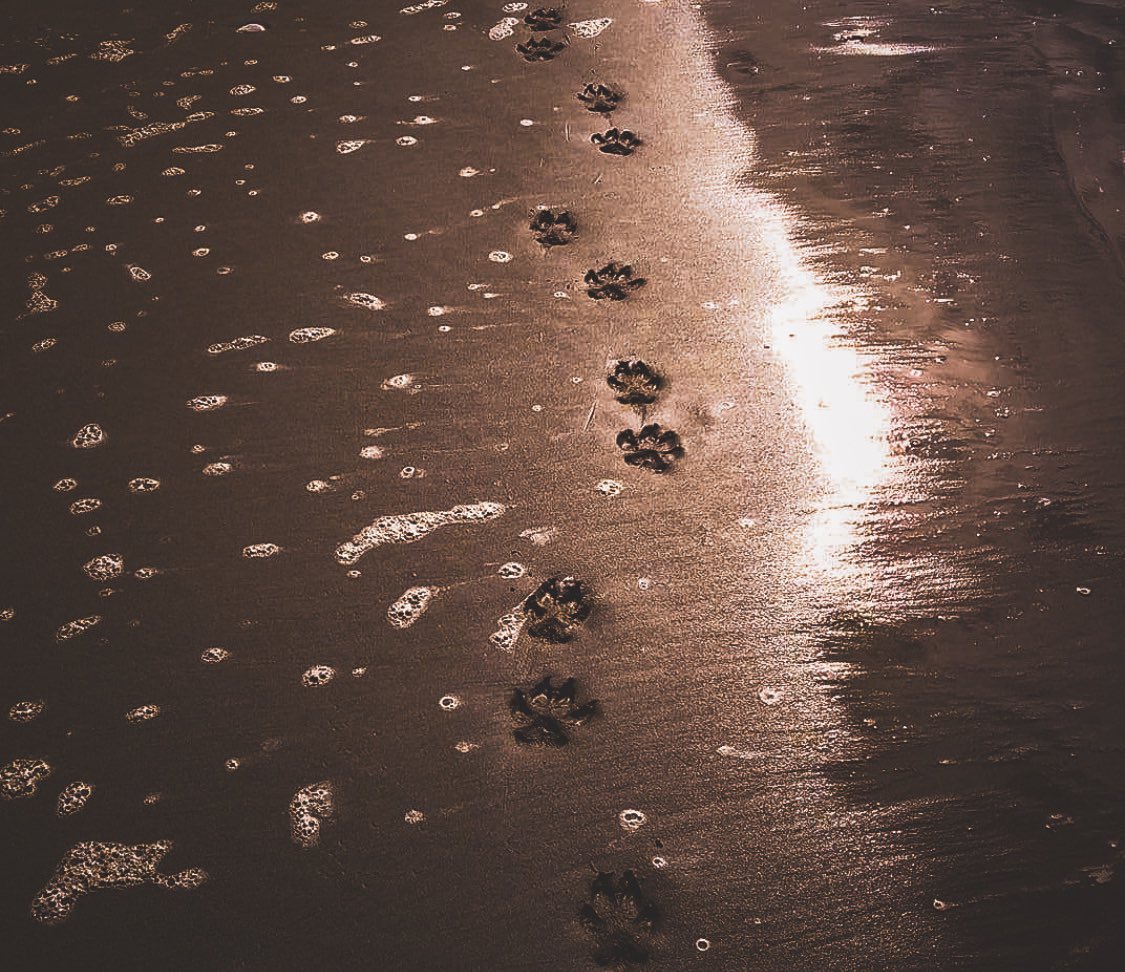 ezacktphotoz's tweet photo. #takeawalkwithme #beachvibes https://t.co/NR3J5o5jOt