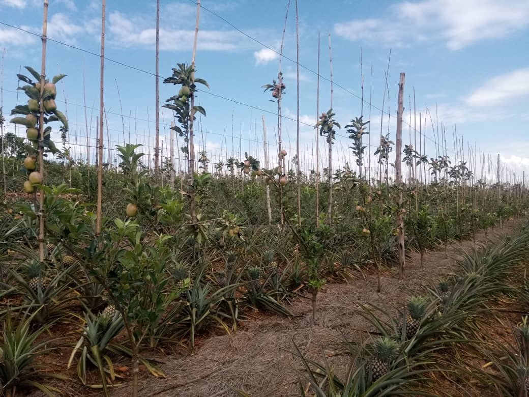 🍏Récolte de pommes chez un certain Jésus-Marie-Joseph Ntinanirwa à #Rutoke en zone #Rugari (<a href="/MuyingaProvince/">Province Muyinga</a>, Nord-Est du #Burundi) dans sa ferme de 8 ha où les pommiers sont disséminés dans les champs d'ananas