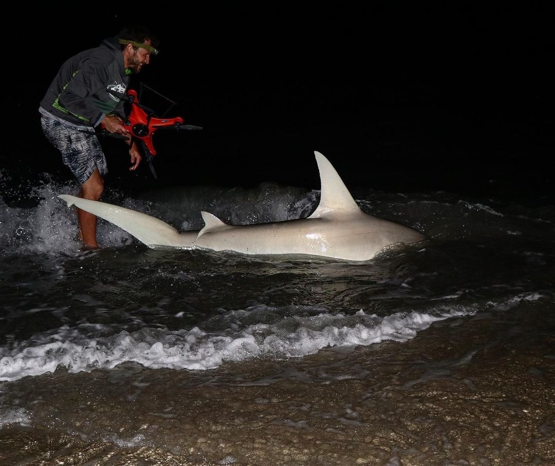 Drone Fishing Master of the week! 
AJ does shark fishing service in Florida, here are the two sharks he caught at the treasure coast with SD4. One is an 8.5’hammerhead dropped 175m, and another is a 5’ blacktip dropped 50m. #shark #fishing #dronefishing #waterproof