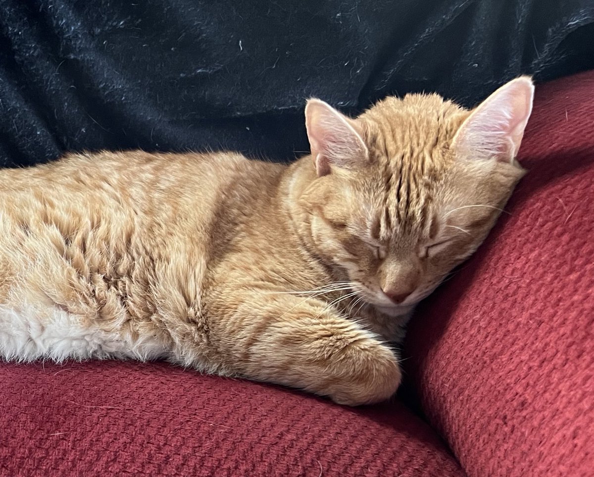 Just keeping your seat warm. When you come back, I’ll walk around on you with my pointy paws and get some cozy hairs on your sweater