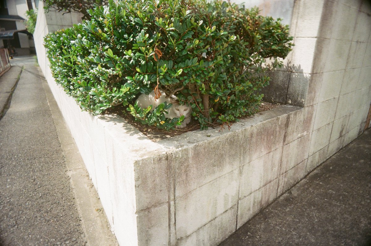 gelpants's tweet photo. 見てた。
#lastcamera #35mm #film #トイカメラ https://t.co/1kZV4b5OL2