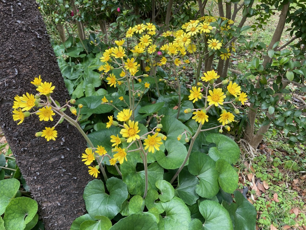 ツワブキの見頃も終わり、咲き残った花は小さいもののみとなっていますが、名前の由来となった葉は、美しくツヤツヤとしています。「艶蕗(つやふき ...