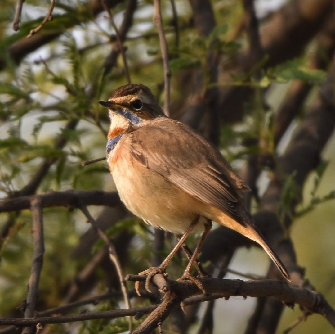 Somreetb's tweet photo. The bluethroat 
#IndiAvesWeek @indiaves #birdwatching #BirdsSeenIn2022 @Britnatureguide https://t.co/hu71inFBvP
