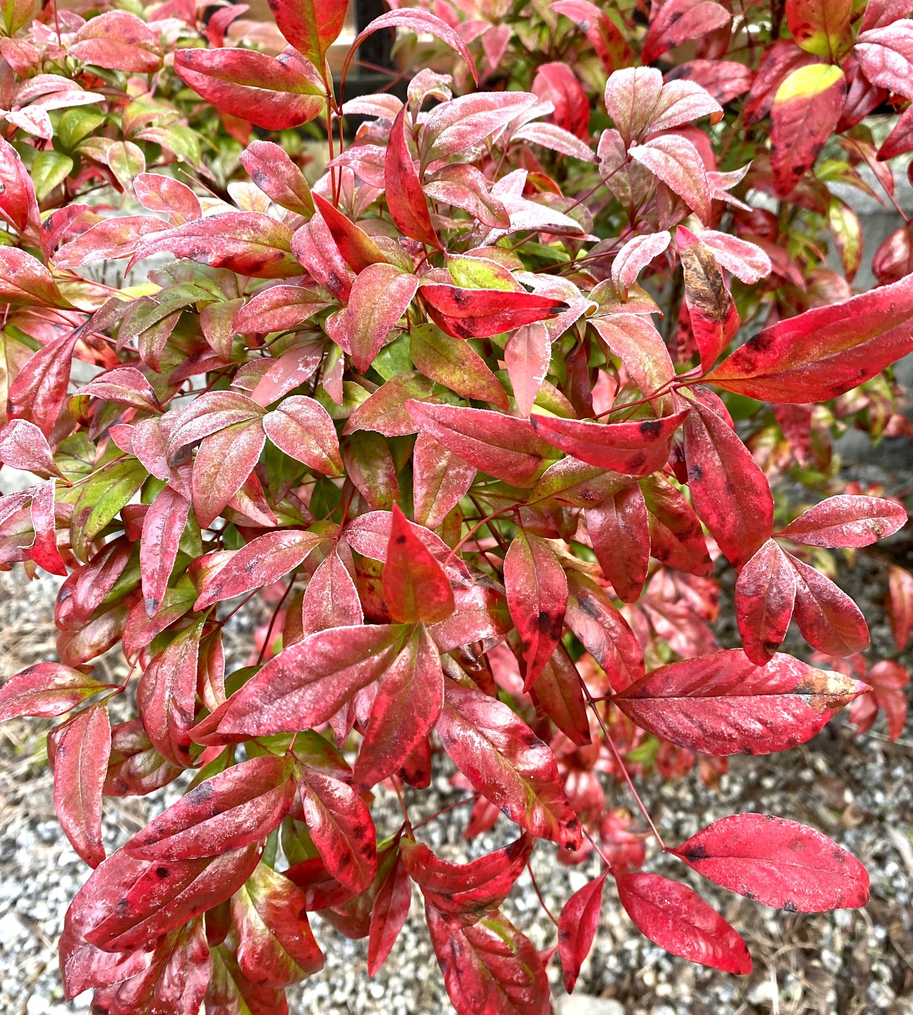 オタフクナンテン Twitter Search Twitter