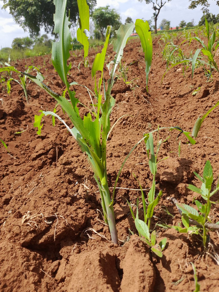 Mumodeh's tweet photo. This is what has remained in our farms after a serious attack by worms. Our animals food not spared either since grass has been savoured by the worm. https://t.co/uA3fQ8vL3z