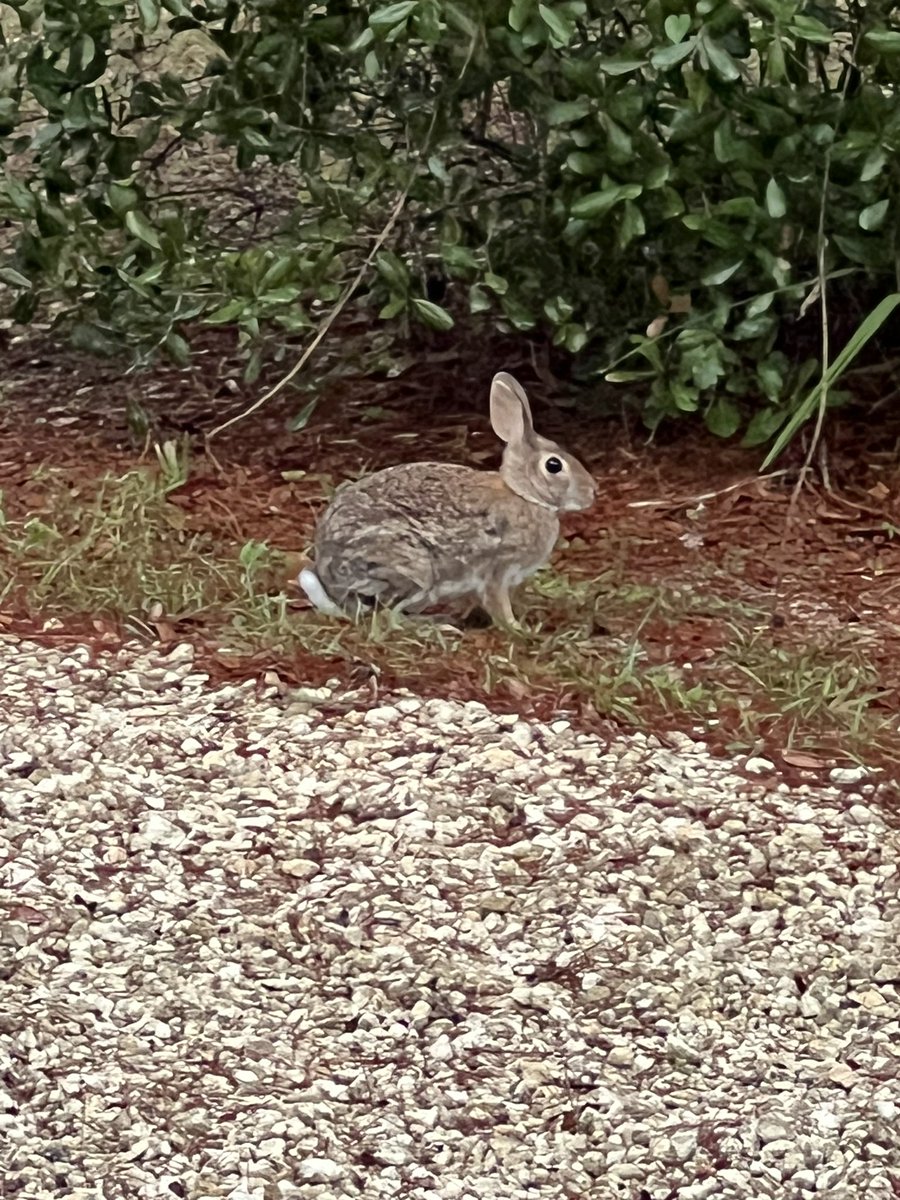 FlatsClass's tweet photo. This wild #rabbit visits me every day when I wash my skiff. He here’s me working on boat and immediately comes out to see what’s goin on! #weirdright
.
.
#fishingislife #flatsclasstv #natureisawesome #captcarichardson #naturecoast @DiscoverCR_FL https://t.co/4yOhRgTbQN