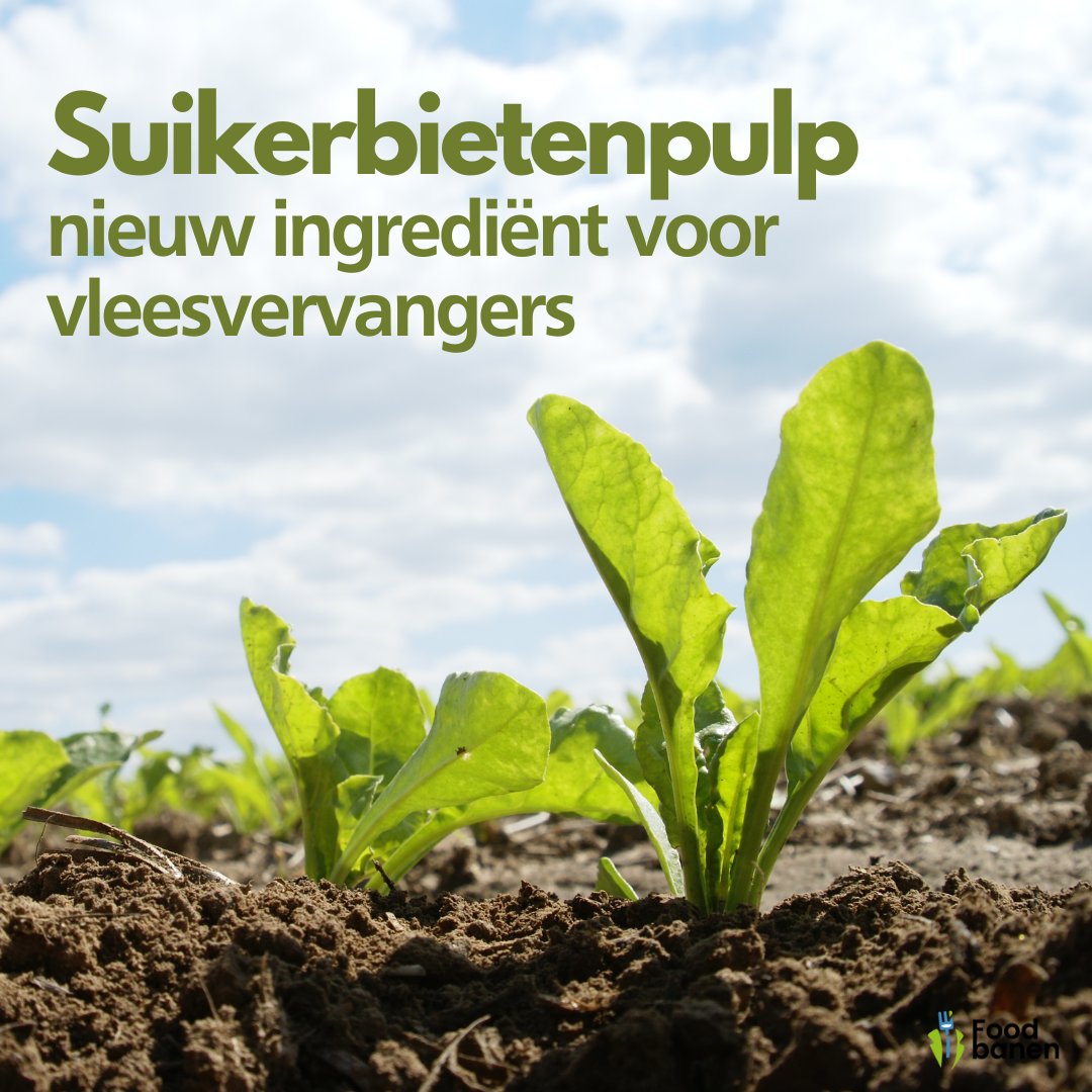 Met behulp van een unieke technologie wordt deze pulp op milde wijze verwerkt tot een voedingsingrediënt dat textuur en sappigheid geeft aan plantaardige voeding, zoals vleesvervangers. 

Lees het hele artikel!ow.ly/lNzj50M8wFO
