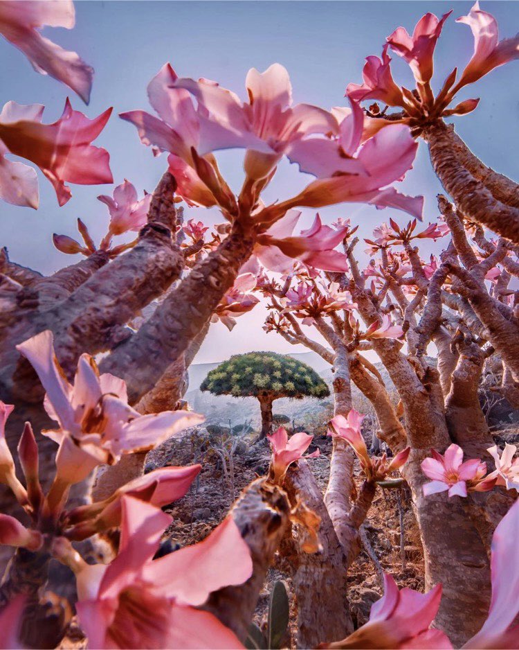 Bayt Al Fann on Twitter: "The Socotra Island in Yemen has long been a