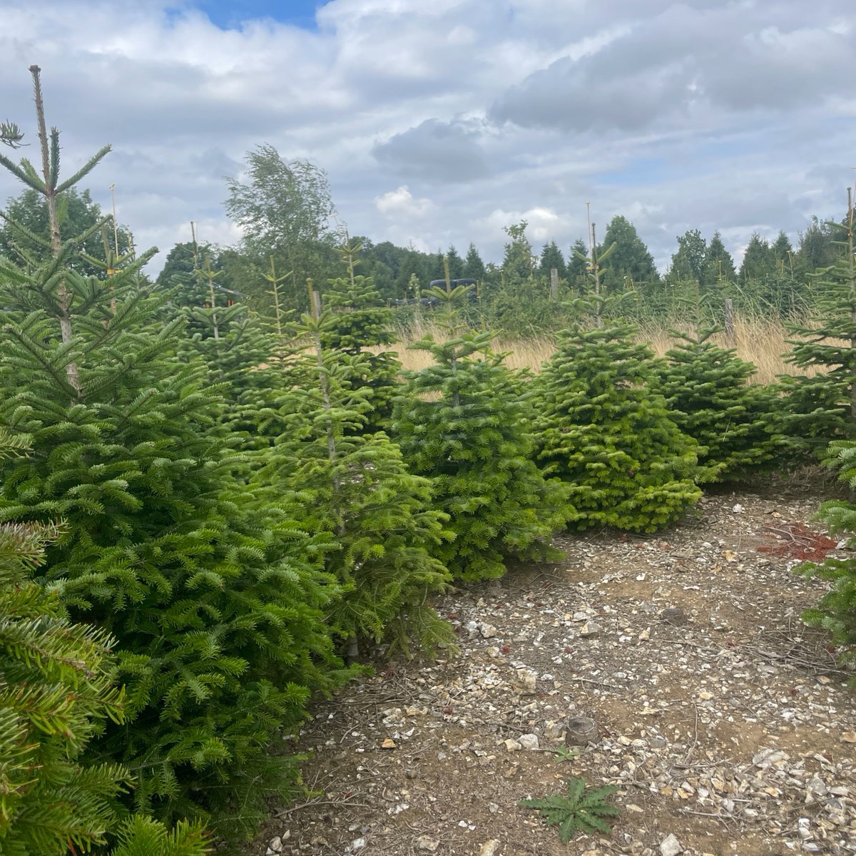 Caring for your tree 💚

It's important to care properly for your tree from the minute you get it home! This will ensure it lasts all through the Christmas period. 

Check them out here: realchristmastreefarm.co.uk/christmas-tree…

#realchristmastree #realtree #christmastreefarm #farm #familydayout