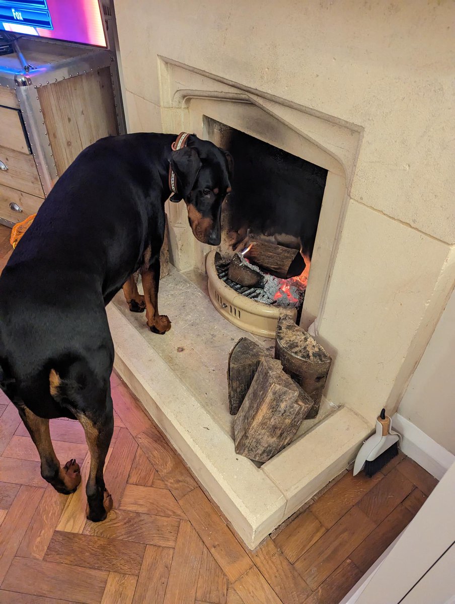 Meet two of our adorable loyal customers, Beano &amp; Maddie the fire hoggers : ) 

Your Christmas pet photos have brought us so much joy, keep sending them in to sophie@jurassicbark-online.co.uk. 🎄🎁🎅

#dogsoftwitter #Christmas #pets