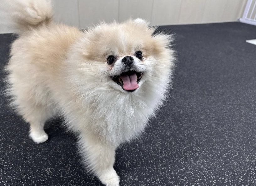 Forkookeu (@forkookeu) on Twitter photo 