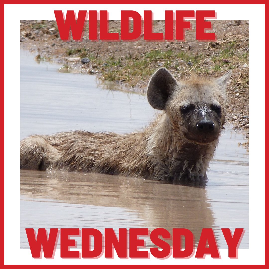 🐾Wildlife Wednesday🐾

Fancy a swim? 

#hyena #wildlifewednesday #wildlifephotography #africa #kenya