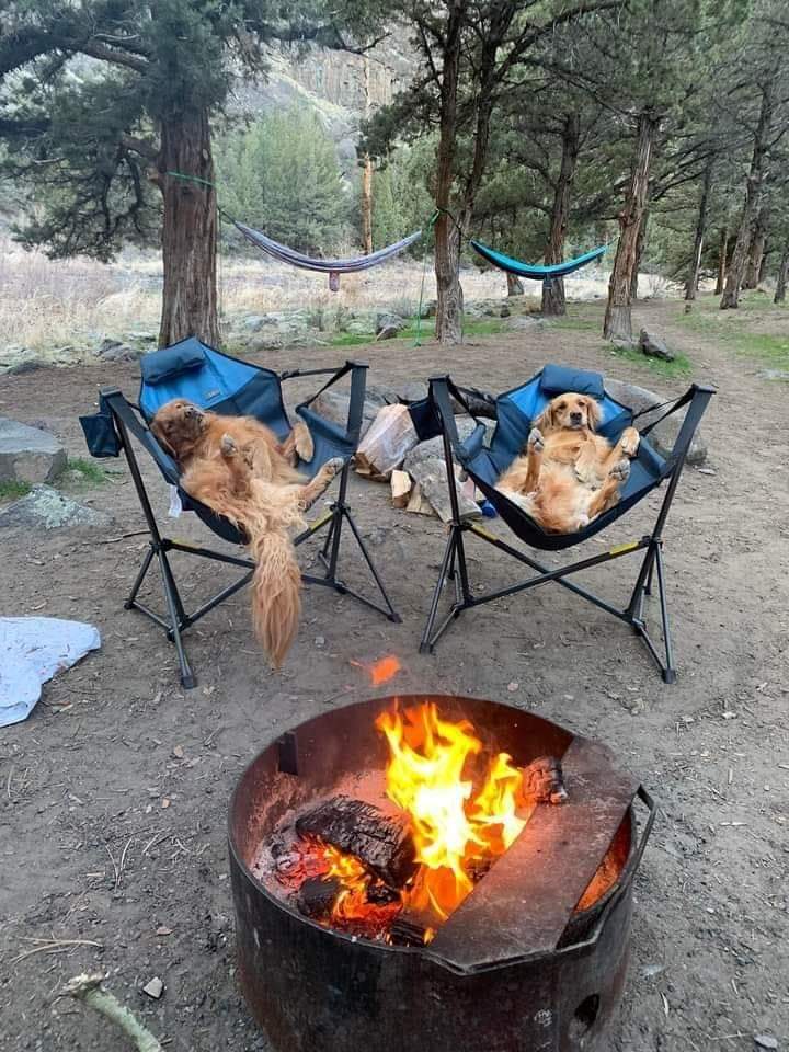 thehappydog_'s tweet photo. Camping with golden retrievers! 😍❤️ https://t.co/eZWi5v2yTn