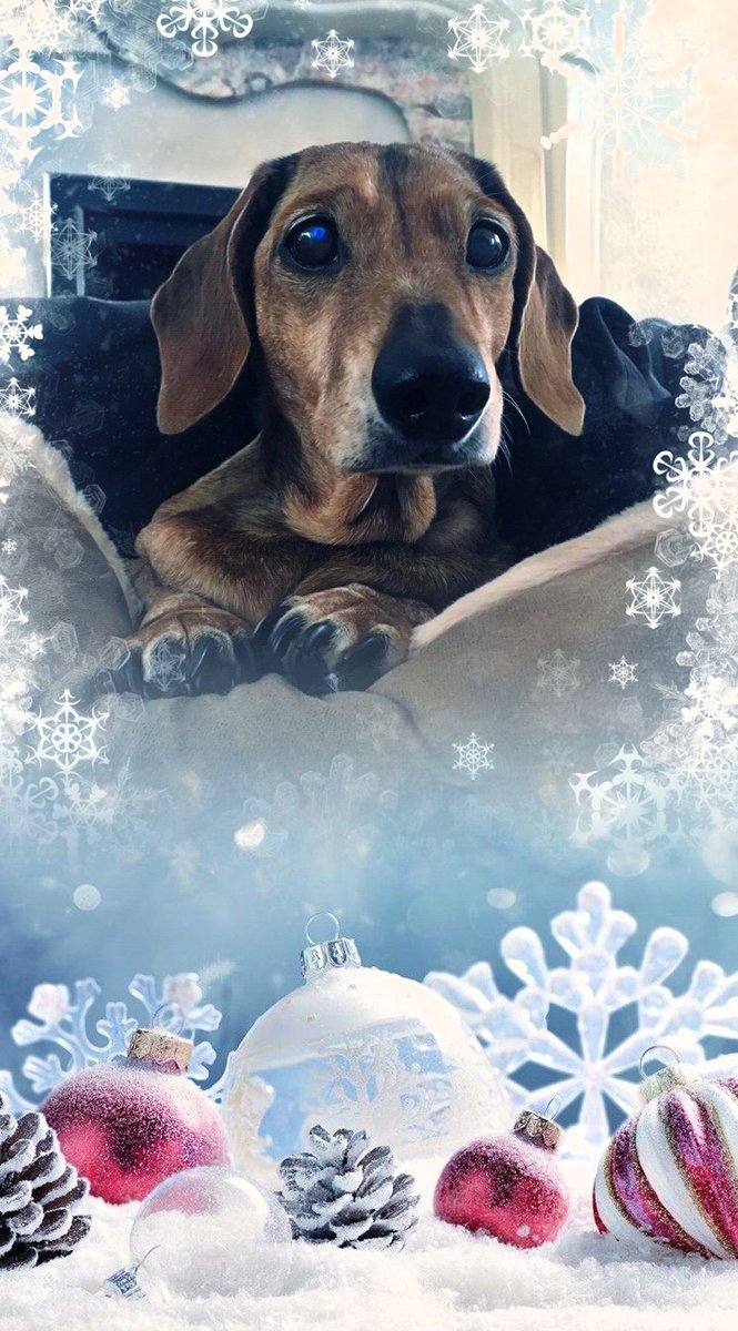 ENZO 🐶 & JD 🙋🏻‍♀️ tweet media