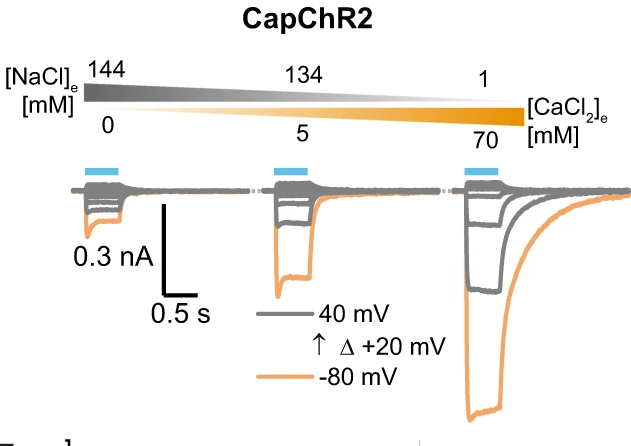 Johannes Vierock (@joh_vier) on Twitter photo Engineering of a Ca2+ permeable channelrhodopsin (CapChR) for Ca2+ photocontroll at neurophysiological conditions!
Great work from Rodrigo (!), Enno, <a href="/linda_tillert/">Linda Tillert</a> and excellent Berlin-Teamwork with @rost_br,@AndrewPlested and <a href="/OwaldD/">David Owald</a>
nature.com/articles/s4146… Engineering of a Ca2+ permeable channelrhodopsin (CapChR) for Ca2+ photocontroll at neurophysiological conditions!
Great work from Rodrigo (!), Enno, <a href="/linda_tillert/">Linda Tillert</a> and excellent Berlin-Teamwork with @rost_br,@AndrewPlested and <a href="/OwaldD/">David Owald</a>
nature.com/articles/s4146…