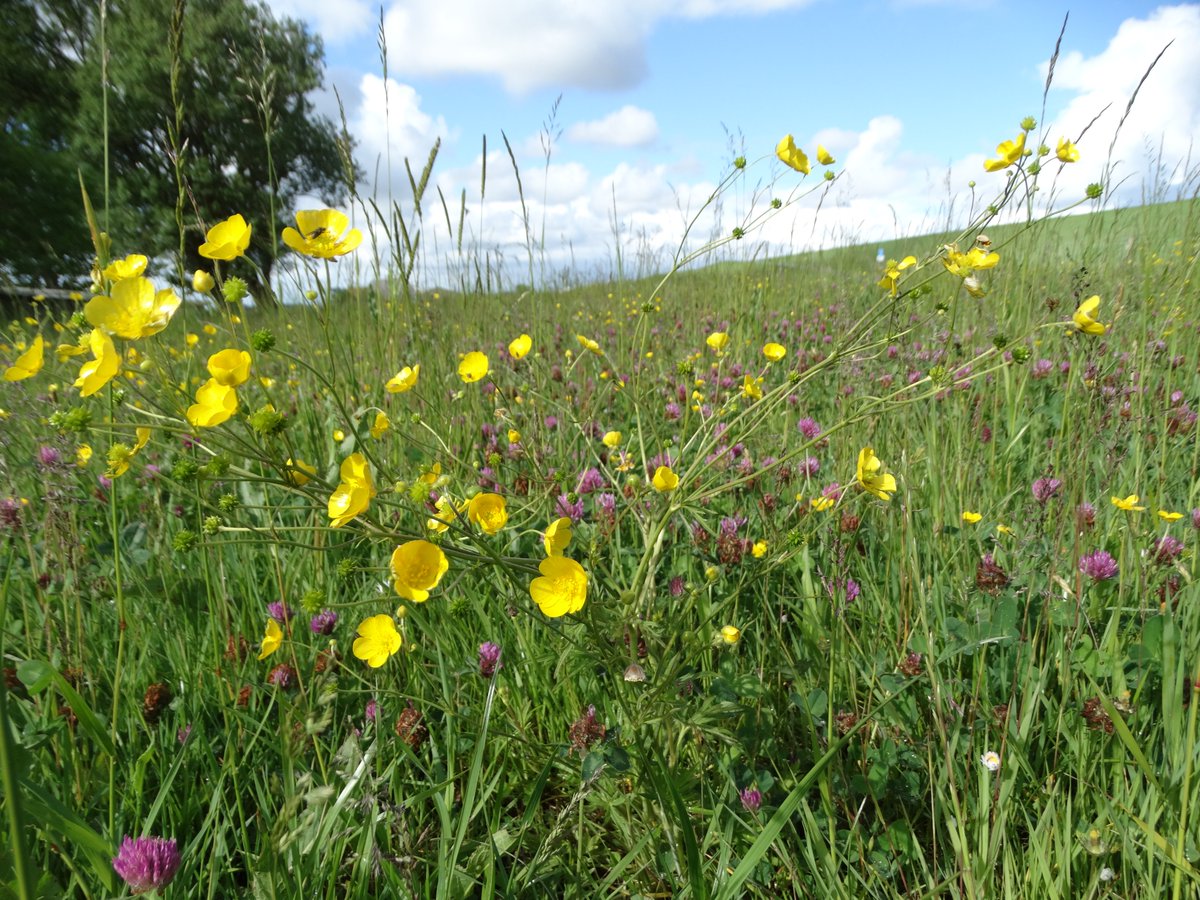 wetterskip's tweet photo. Aanjager voor meer biodiversiteit in het water én op het land.
Lees hier meer: https://t.co/XdX7gYgHvA
#wetterwurk #biodiversiteit #kruiden #landschap #natuurvriendelijk #oevers https://t.co/ubxwJzEC5S