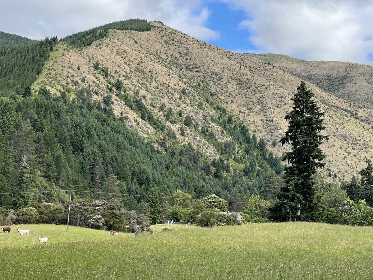 aquidity's tweet image. Waihopai Valley, #Marlborough Spillway, two men in white suits, one curious cow #Spyvalley #Wednesday