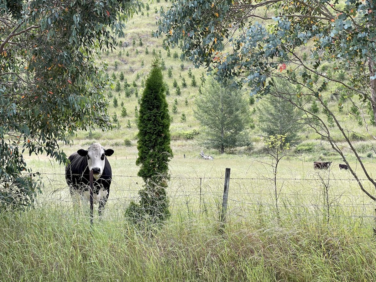 aquidity's tweet image. Waihopai Valley, #Marlborough Spillway, two men in white suits, one curious cow #Spyvalley #Wednesday