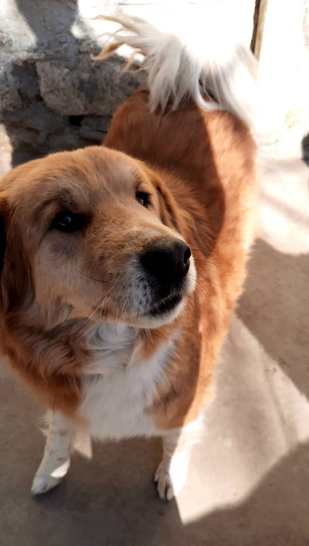 Kabul Small Animal Rescue (KSARshelter) / Twitter