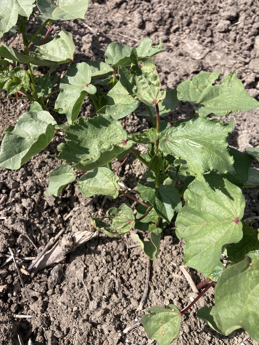 Mick Freeman tweet media