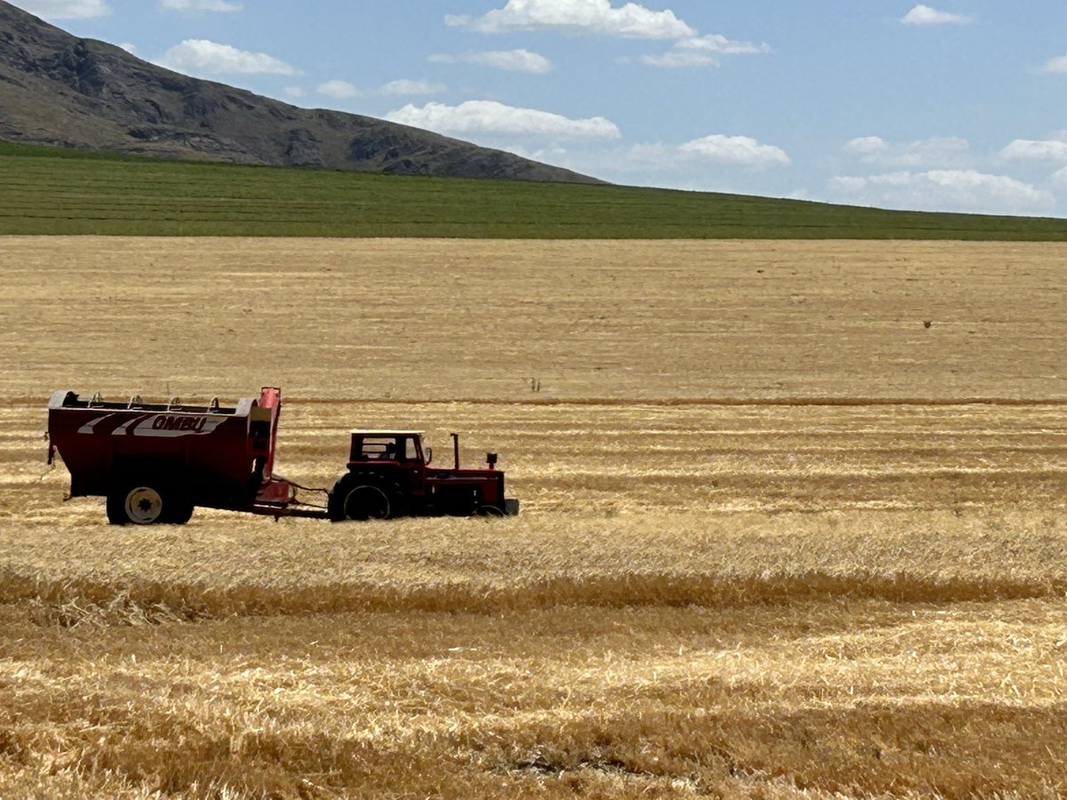 Va queriendo la cebada en Tornquist.
