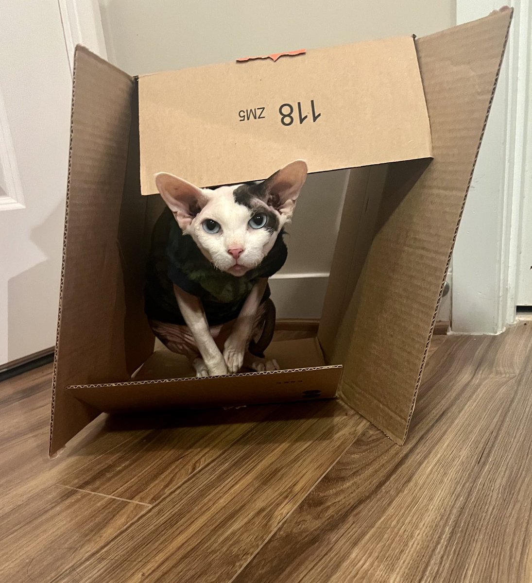 Holmes_EA's tweet photo. I’m going to stop spending money on toys and cat hides and instead just give the gremlin Amazon boxes. Xander shows far more interest in and excitement over cardboard than anything I buy him. https://t.co/uChxOSRPL6
