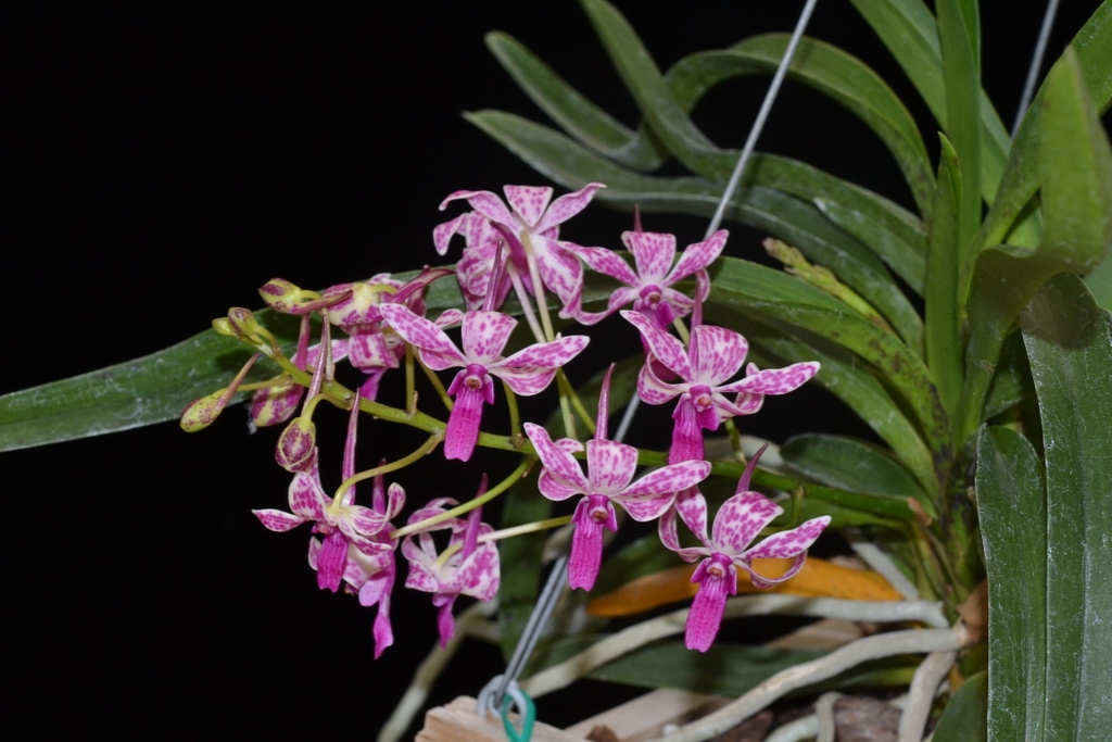 peninsulaorchid's tweet photo. Neostylis Pinky '1209L'

✨Our 2023 Annual Show and Sale will be January 21 and 22 at 1400 Roosevelt Ave, Redwood City, CA from 10am-5pm both days. We will have plant judging, seminars, and plant vendors. Everyone is welcome!✨

➡️https://t.co/vbY8WdFEwM https://t.co/kjZ3RKo1Kg