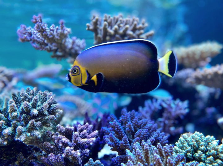 reefbuilders's tweet photo. Instagram’s Ancolie Coral is our favorite #reefbuilders tank right now https://t.co/1Tn1KqJcAd https://t.co/UbPniqnAhP