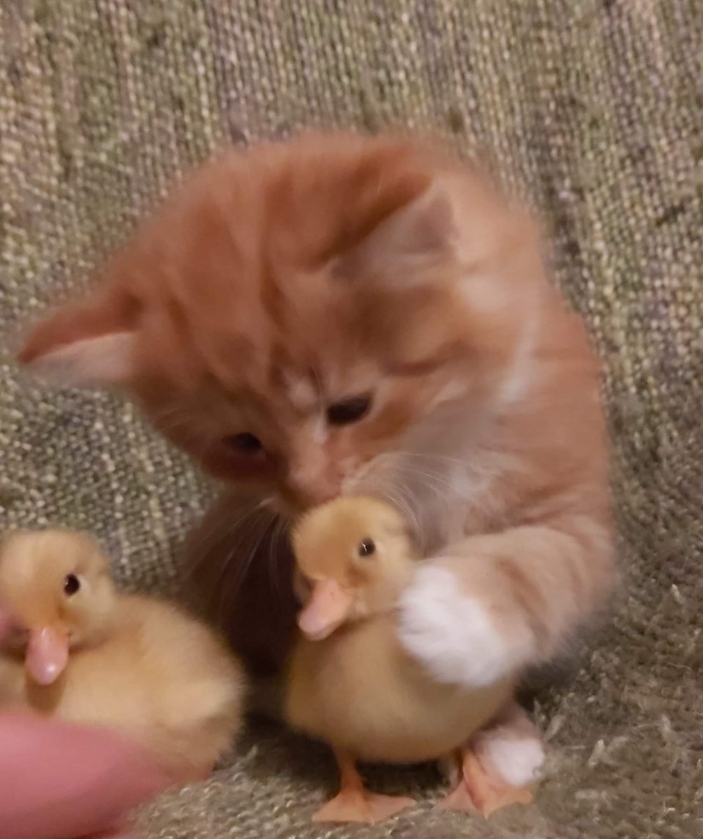 HumSleepy's tweet image. Aaahxhjd,,,, helo duccy,,, we r frens.?@!!?? AAAA NO DUCKII YYYY Y HURRT.??!