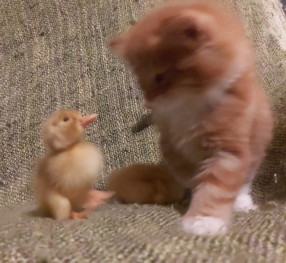 HumSleepy's tweet image. Aaahxhjd,,,, helo duccy,,, we r frens.?@!!?? AAAA NO DUCKII YYYY Y HURRT.??!