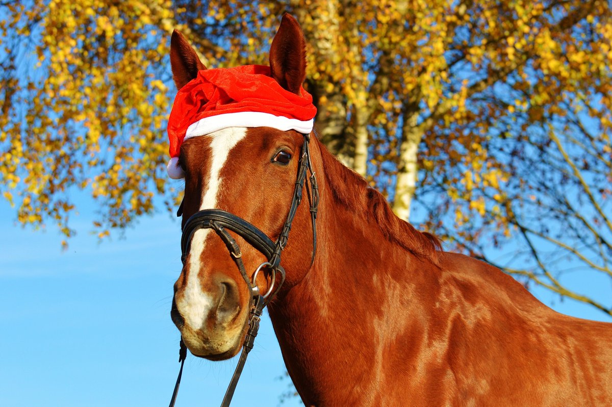 christyhuichat's tweet photo. "The essential joy of being with horses is that it brings us in contact with the rare elements of grace, beauty, spirit, and fire" – Sharon Ralls Lemon.
Know a kid who loves horses? 🐴 #FlyingFillies makes a good gift for children 8+.
Available at https://t.co/wOJZo6dZ5U https://t.co/YT5hVFmnf7
