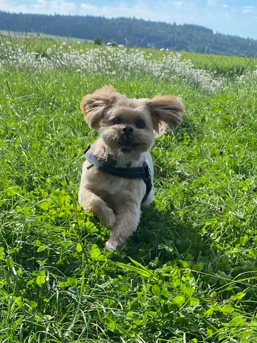 dundee_angus's tweet photo. Do you love dogs? 🐶 Ever thought about a career in dog grooming or even saving yourself money by grooming your own dogs? 

We have evening classes starting in January to gain the skills needed to groom your furry friends! 👉https://t.co/koRf6z0FPJ 

#ChooseDA #HandsonDA https://t.co/7yTM866JaN