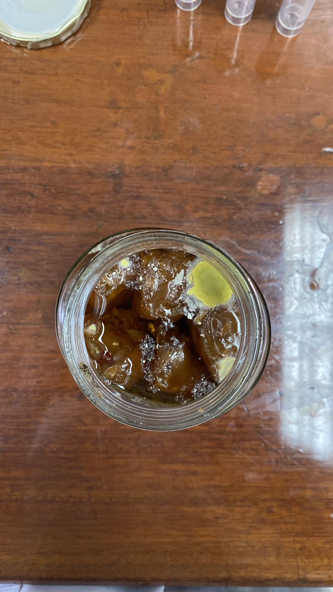 3X_czx's tweet photo. Photos from our project of BIOL2101. ☘️
(Alcohol fermentation)
#bio_got_talent
#science https://t.co/pRHcQbfXQ5