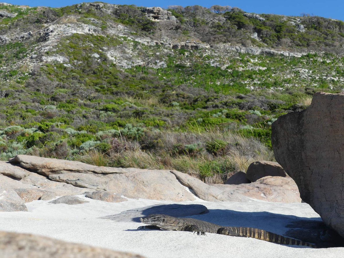 3/4... and of course a few photos of the wildlife - a little bit more exotic than back home in NI- Laughing Kookaburra, Carnaby's Black Cockatoos, Galahs and Goanna (Monitor Lizard sp.).
