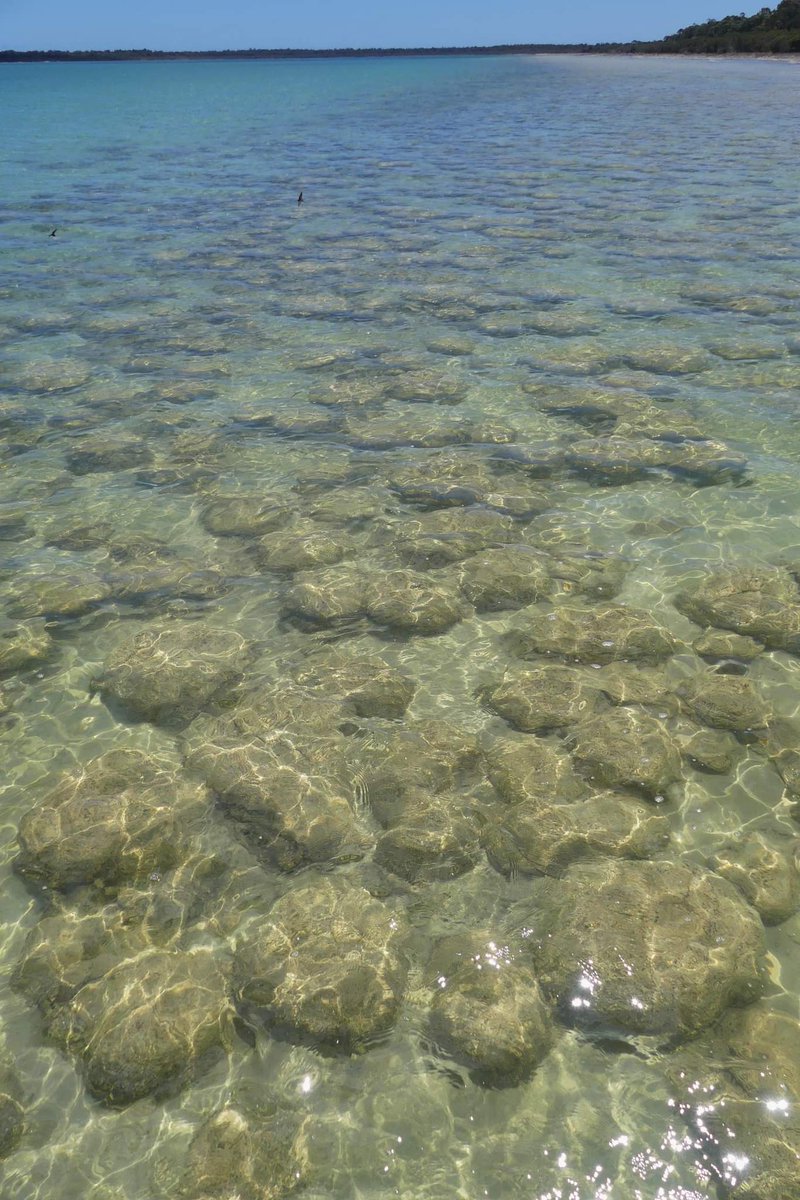 2/4 Another definite highlight was seeing the living thrombolites at Lake Clifton, amazing to see 'microbialite tourism'!