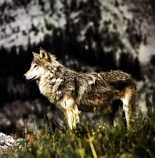 HourlyWolves presents: