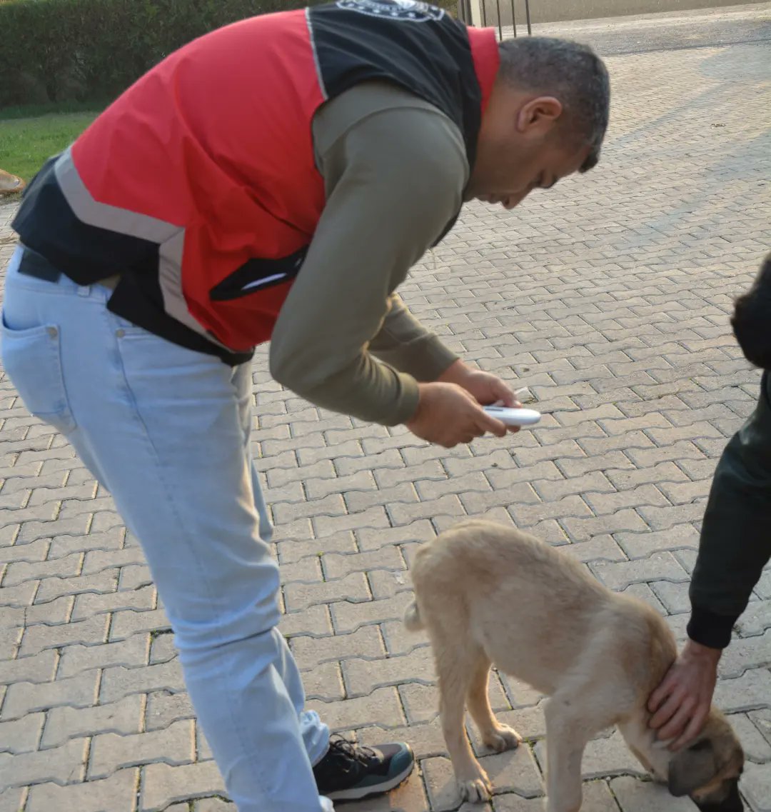 Kedi ve köpeklerin 31.12.2022 tarihine kadar kimliklendirilmesi gerekmektedir. 
Kimliklendirme çalışmalarımız devam etmekte.