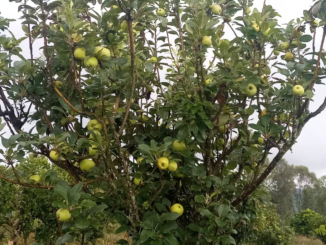 🍎 Après 8 ans à expérimenter des variétés de pommiers, le fermier Jésus-Marie-Joseph Ntinanirwa en fait pousser une plus productive sur une superficie de 3 ha plantée uniquement de cette culture. Il dit s'attendre à une récolte encore plus bonne dans les prochains mois. #Burundi