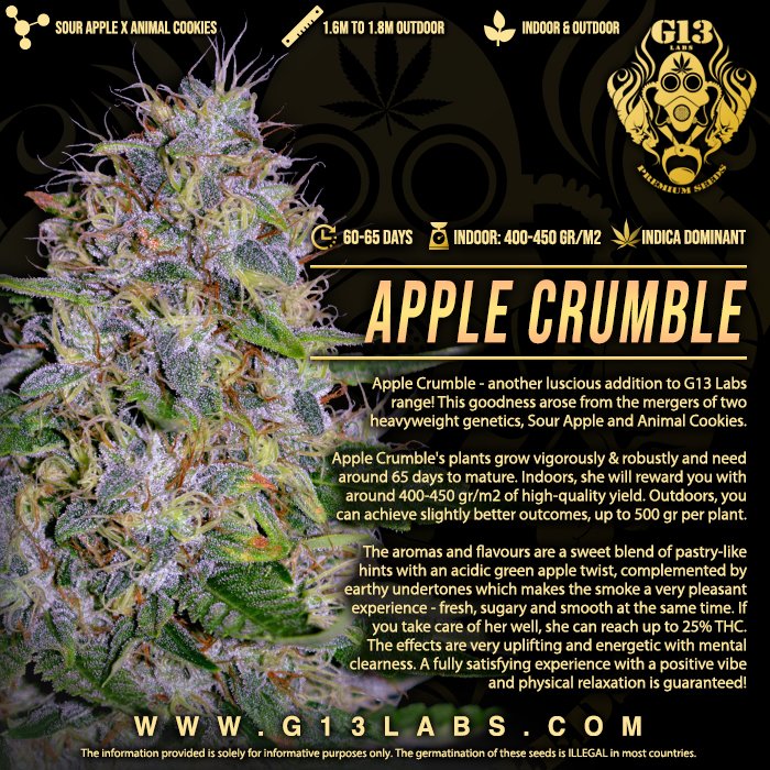 G13 Labs Seeds (@g13labsseeds) on Twitter photo Our newest strain, Apple Crumble, is now available on our website and with <a href="/attitudeseeds/">Cannabis Seeds</a>
Sour Apple x Animal Cookies
g13labs.com
#g13labs #g13labsseeds #applecrumble Our newest strain, Apple Crumble, is now available on our website and with <a href="/attitudeseeds/">Cannabis Seeds</a>
Sour Apple x Animal Cookies
g13labs.com
#g13labs #g13labsseeds #applecrumble
