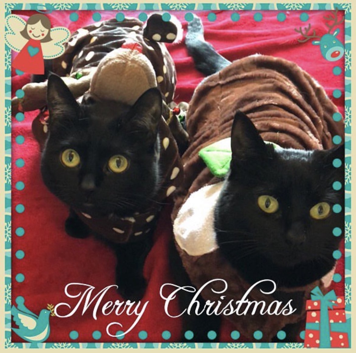 Medical Negligence | Stephensons (@clinnegligence) on Twitter photo We also have a photo of <a href="/SjMasters1/">Sarah Jane Masters</a> cats dressed as a reindeer and a Christmas pudding to enter into #PremeXmas best dressed pets challenge for today <a href="/PremexGroup/">Premex Group</a> 😻 If we were a lucky winner then we would donate the £1k to <a href="/WL_Hospice/">Wigan & Leigh Hospice</a> We also have a photo of <a href="/SjMasters1/">Sarah Jane Masters</a> cats dressed as a reindeer and a Christmas pudding to enter into #PremeXmas best dressed pets challenge for today <a href="/PremexGroup/">Premex Group</a> 😻 If we were a lucky winner then we would donate the £1k to <a href="/WL_Hospice/">Wigan & Leigh Hospice</a>