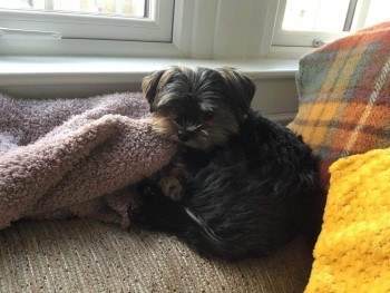 MissingPetsGB's tweet photo. 🐕 BRIDGET #Missing from Montfode Court #Adrossan #KA22 #Scotland on Monday 19 December 2022
*Possible sighting at South Isle Rd next to St Peters.
Please don't chase, shout or try to catch. She is a rescue dog and very timid. https://t.co/h7vDWKIFV2 https://t.co/occA3VQDyC