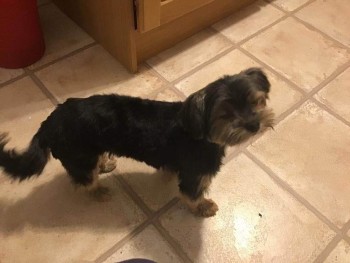 MissingPetsGB's tweet photo. 🐕 BRIDGET #Missing from Montfode Court #Adrossan #KA22 #Scotland on Monday 19 December 2022
*Possible sighting at South Isle Rd next to St Peters.
Please don't chase, shout or try to catch. She is a rescue dog and very timid. https://t.co/h7vDWKIFV2 https://t.co/occA3VQDyC