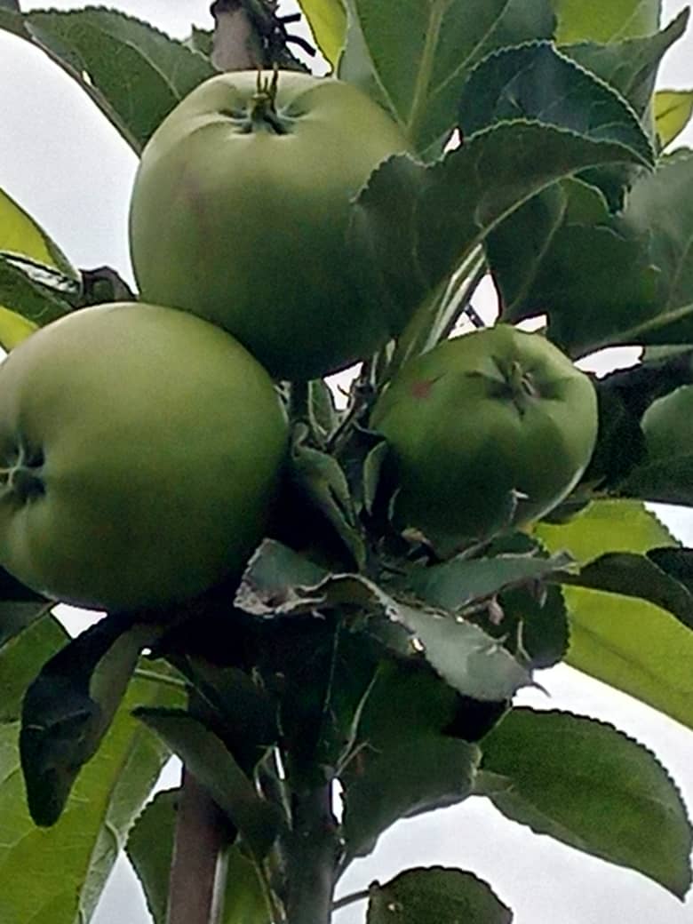 🍏 Le pomiculteur moderne Jésus-Marie-Joseph Ntinanirwa qui est le représentant légale de la société Verger Digiri Pommiers Plus (#VEDIPO+) est confiant que dans les prochaines années, le #Burundi importera de moins en moins de pommes, vu que sa production locale va augmentant