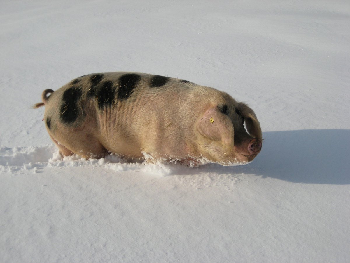 Diolch i'r holl gynhyrchwyr, busnesau a rhanddeiliaid am gydweithio gyda ni dros y flwyddyn ddiwethaf. Rydym yn dymuno Nadolig Llawen a Blwyddyn Newydd Dda i chi i gyd! 🎅🎊