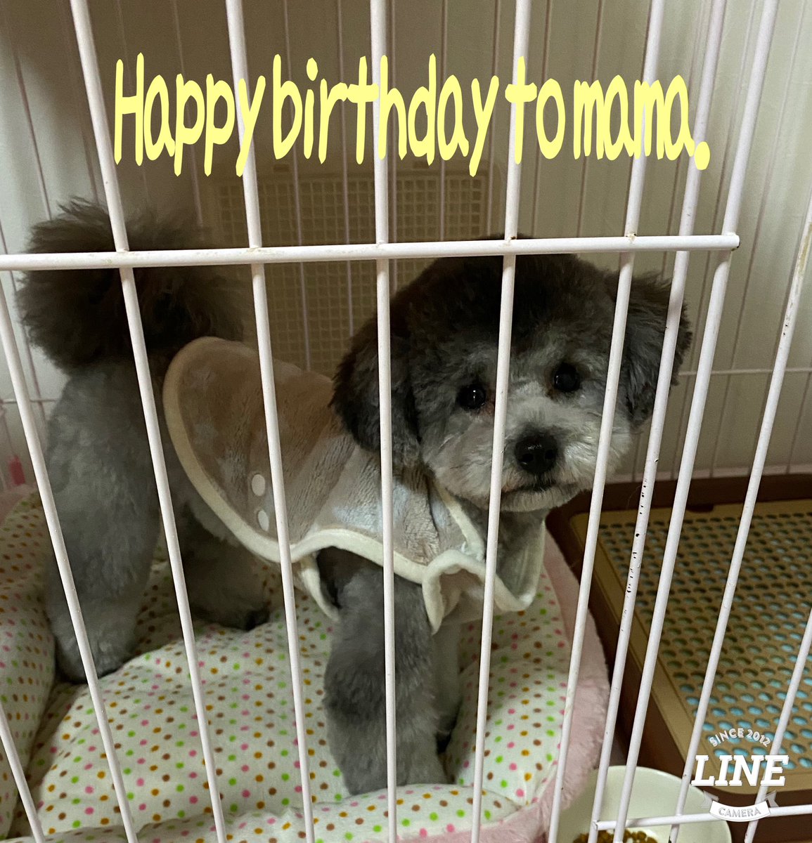 1206rara's tweet photo. Happy my birthday !

笑ꉂ(ˊᗜˋ*)

Thank you mom for giving birth.

From “Ushi no ie” 
Suzuka.🐮 https://t.co/kg1vpNoo8w