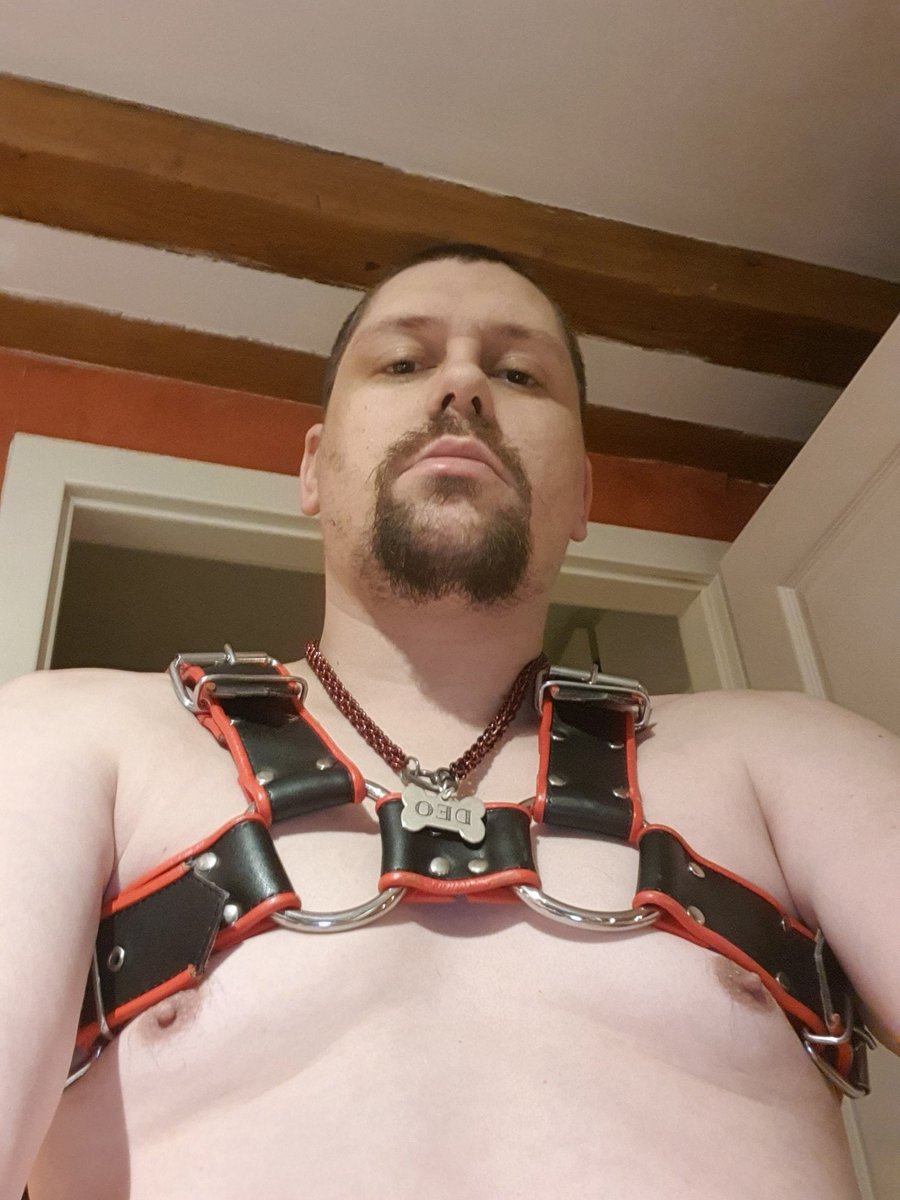 DeoAlphaWolf's tweet photo. #Harness https://t.co/znwdNzOHdR