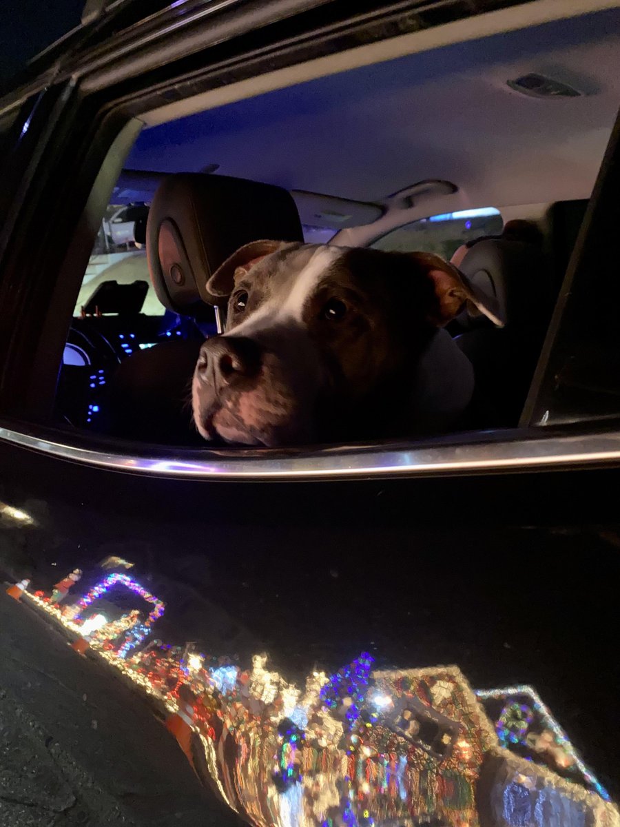 AHappierDay's tweet photo. We don’t have kids so my wife and I take our dog around to look at the lights. He loves it. https://t.co/IAxjW8t9yt
