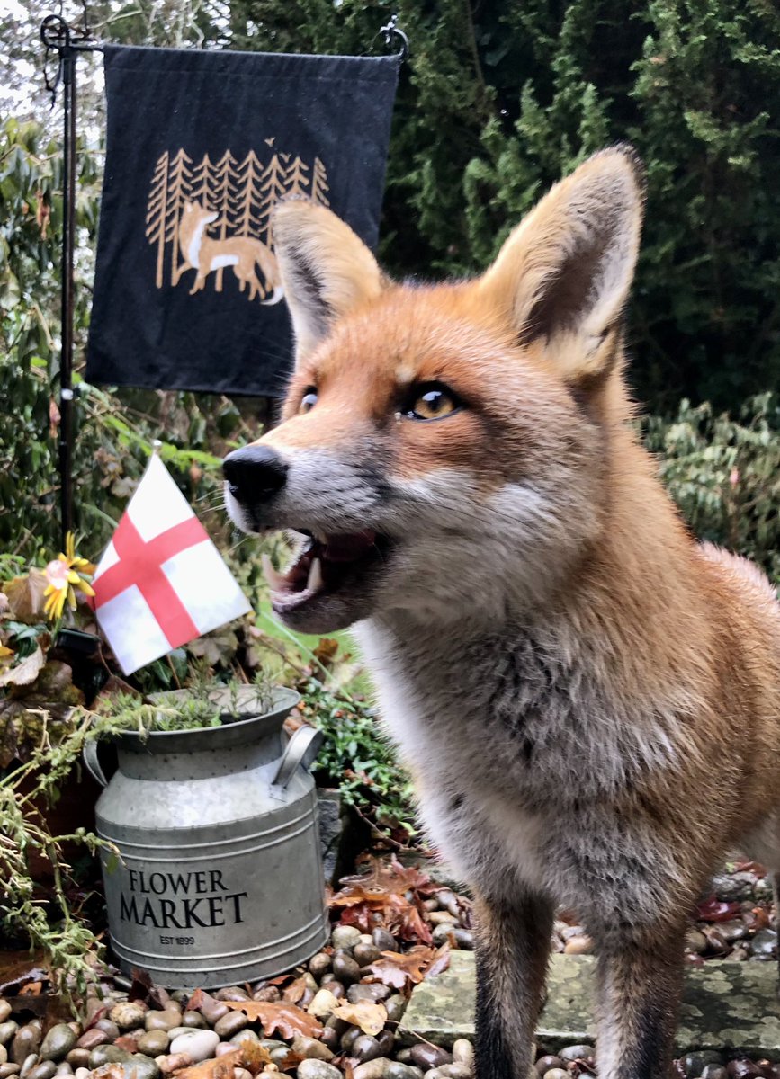 DemeRossLiss's tweet photo. 🦊♥️ #FoxOfTheDay #ChrisPackham #FrankieKitsune #TheAdventuresOfFrankieKitsune ♥️🦊 https://t.co/L81iYpuRRa