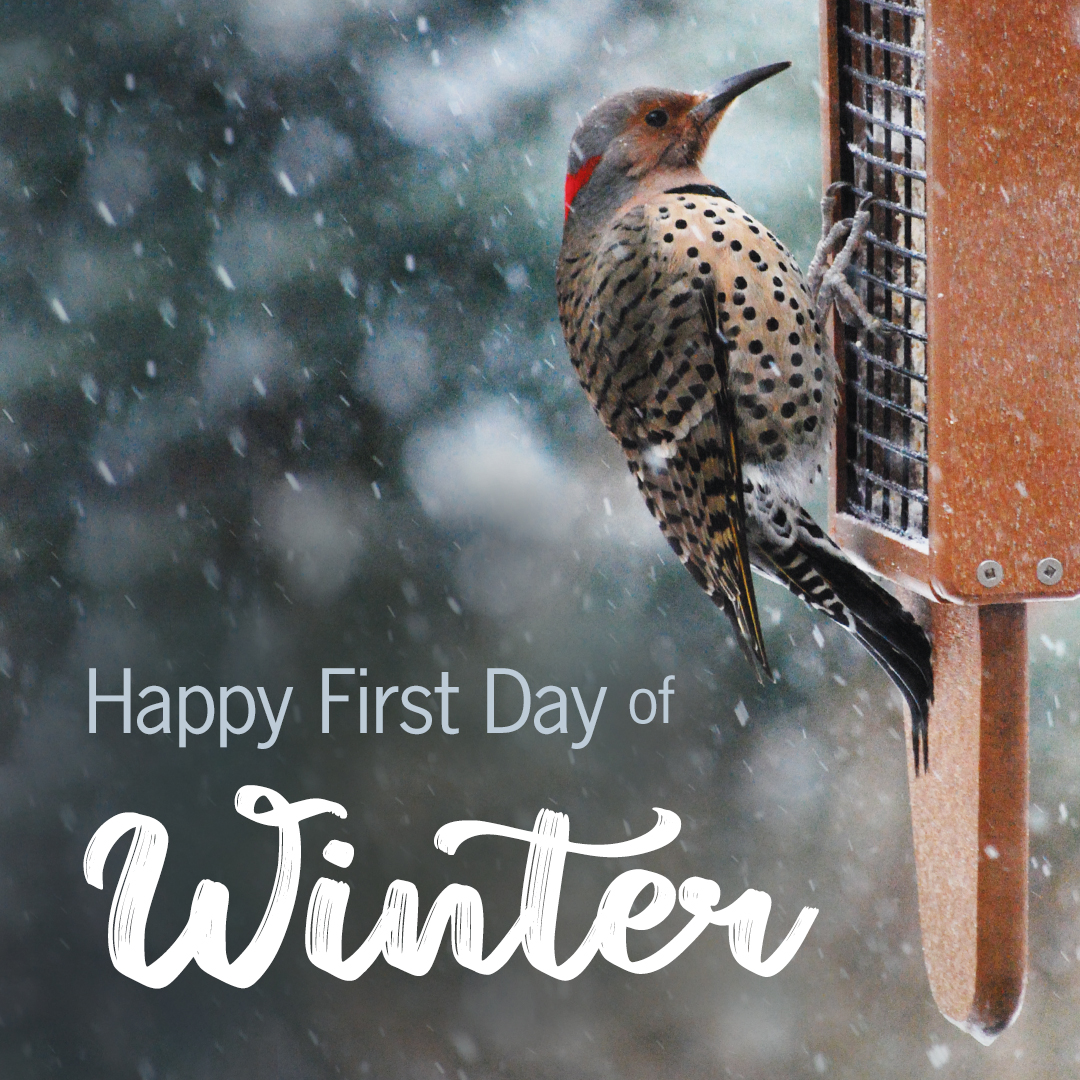 Welcome to winter (officially!) ! ⛄ Today is the 'shortest day' of the year with the fewest hours of sunlight! It's colder, darker &amp; you just want to cozy up on your couch with coffee (bird-friendly of course 😉 ☕) or hot cocoa &amp; watch the birds! 😁🐦🐦 #backyardbirds